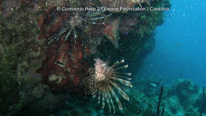 Lion Fishes (307)_484